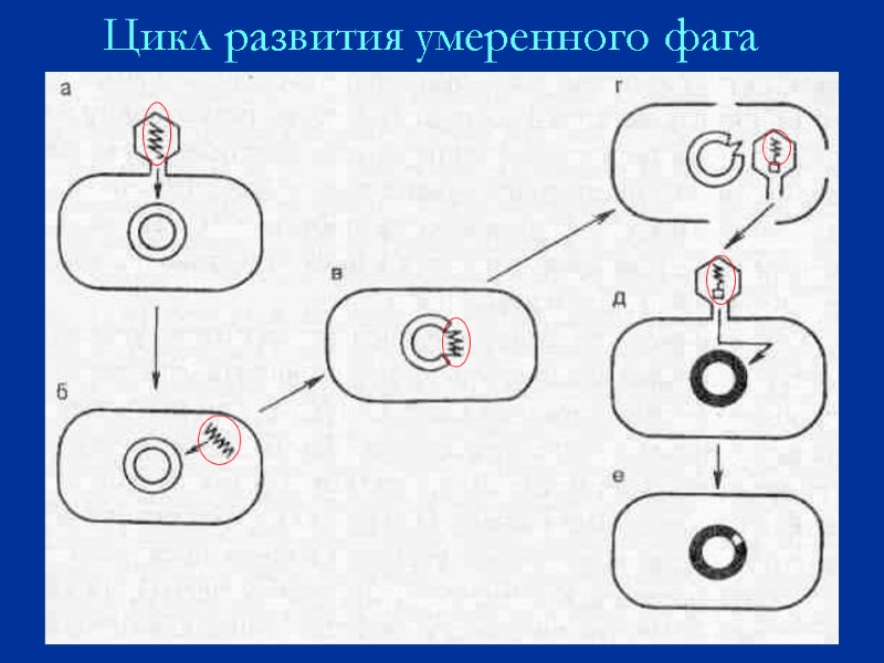 Цикл развития умеренного фага